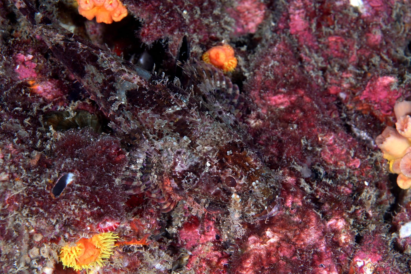 Birmanie - Mergui - 2018 - DSC02611 - Tasseled scorpionfish - Poisson scorpion a houpe - Scorpaenopsis oxycephala.jpg